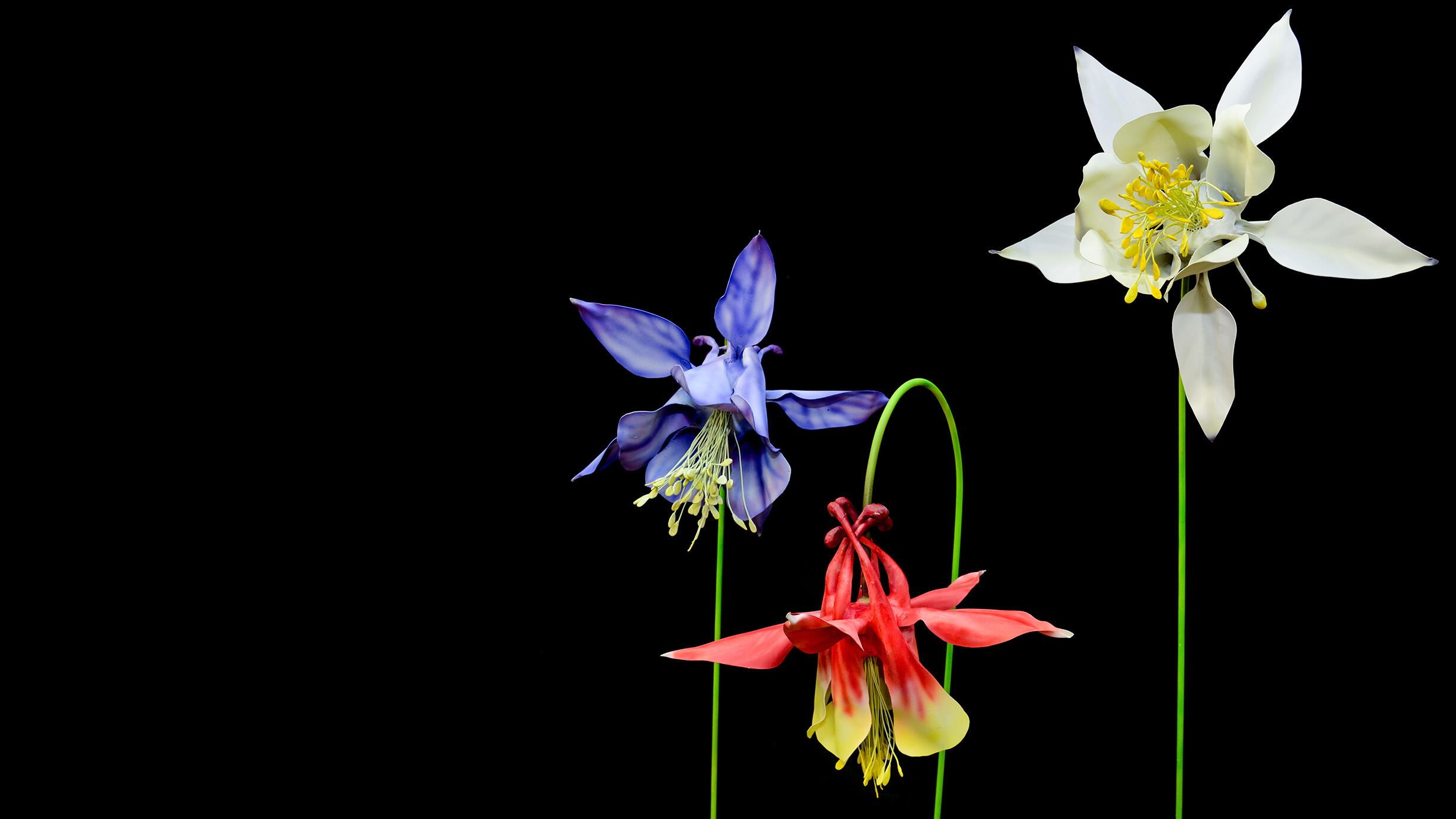 Three models of columbine flowers, one blue, one red, and one white, against a solid black background