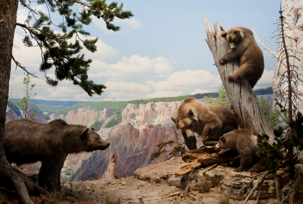 Grizzly Bear Diorama