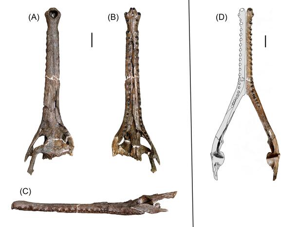 Four different photos of a fossil skull of the extinct Amazonian gavialoid crocodillian, Gryposuchus pachakamue, labeled with A, B, C, D.
