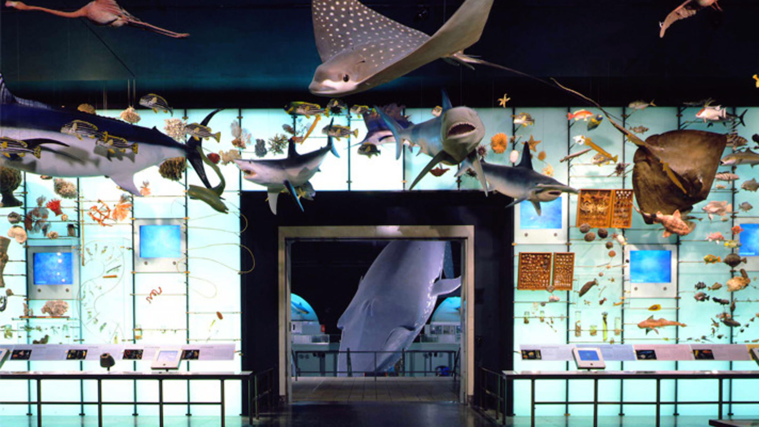 A view of the Museum's Hall of Biodiversity's Spectrum of Life exhibit, an illuminated wall with models and spectrum of many life forms, and a doorway into the Hall of Ocean Life with the model of the blue whale.