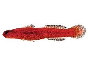 A very long thin bright orange fish with small delicate fins with black tips.