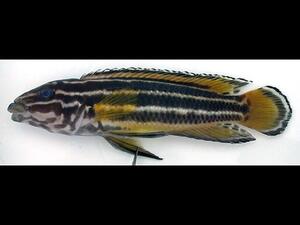 A fish a long body and black, yellow, and white horizontal markings.