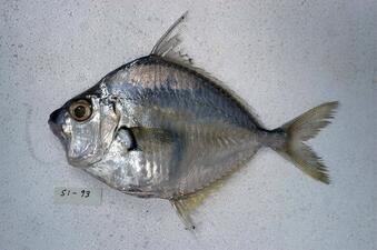 A small shiny silver-colored fish.