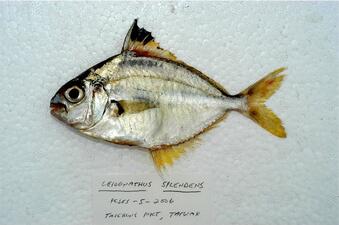 A small silver-color fish.