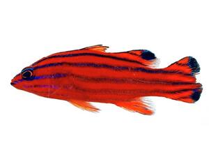A bright orange fish with black stripes along the length of its body from head to tail.