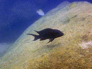A small dark-colored fish swimming in water near a large boulder.