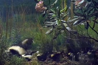 A Museum diorama displays a model of a mother skunk and a row of baby skunks following behind.
