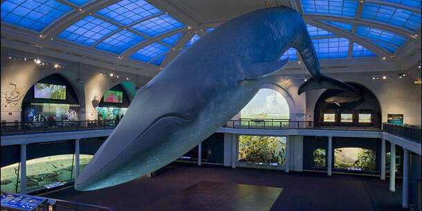 Life-sized whale suspended from ceiling of AMNH Hall of Ocean Life