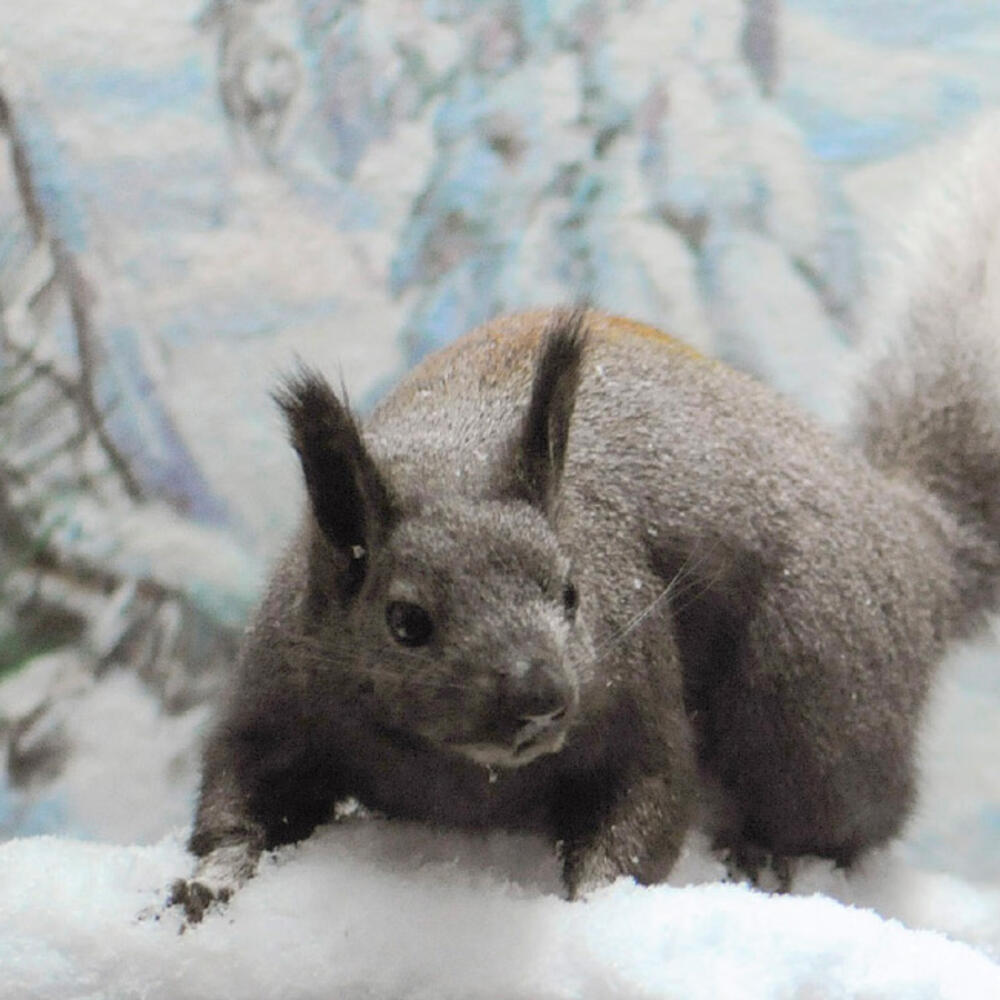 Squirrel winter