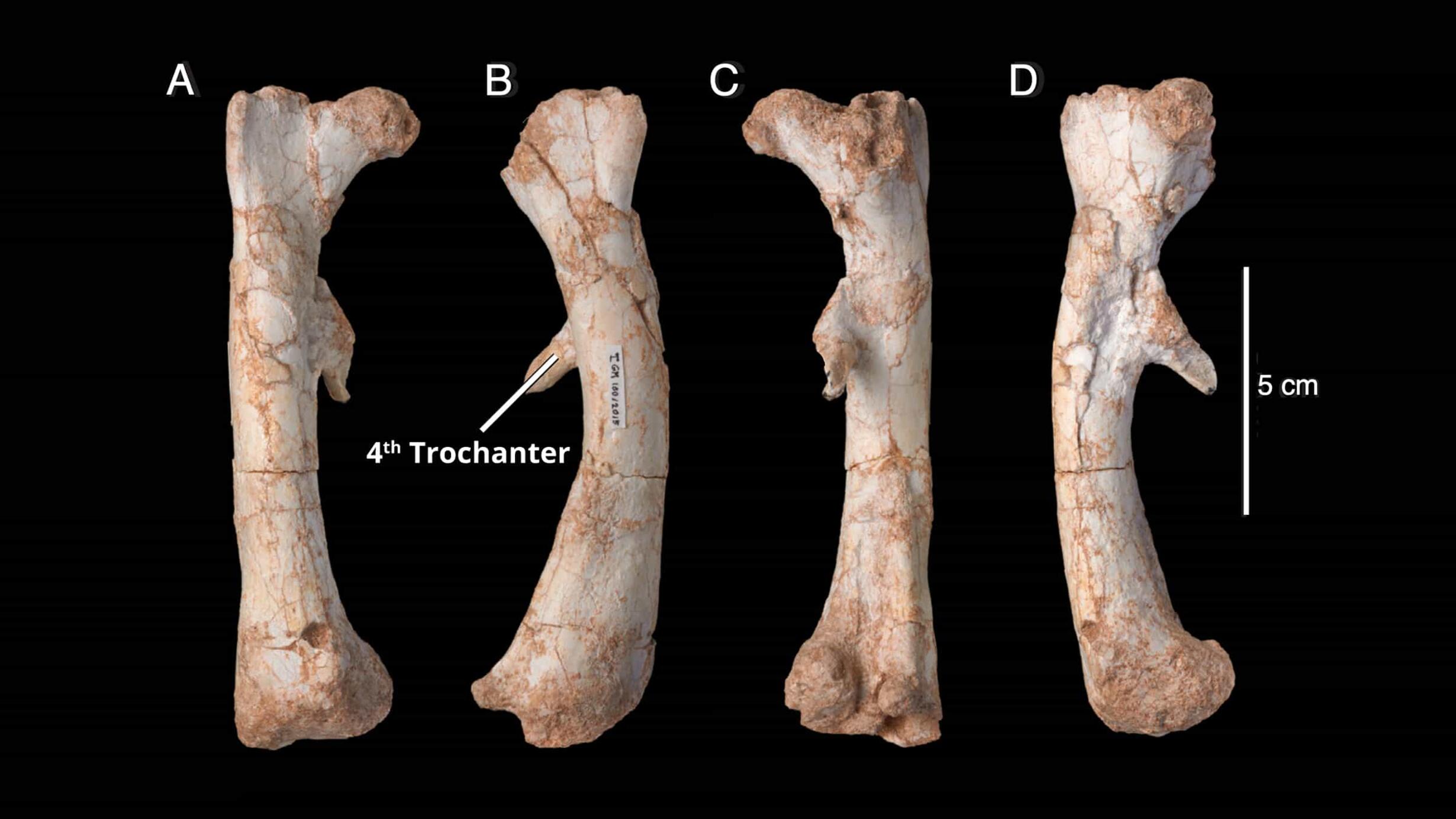 Four angles of the same femur bone. There is a scale bar next to the bone indicating it is about 13 cm long. 
