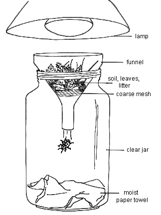 Berlese Funnel
