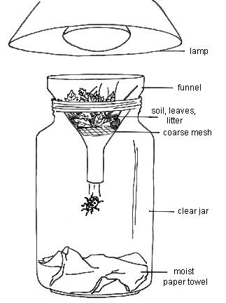 The Berlese Funnel method of collecting arthropods: a clear glass jar with a lamp hanging overhead and a funnel placed above the jar's entrance. Inside the funnel are soil, leaves and litter, with a coarse mesh below that, and on the bottom end a small bug falling into the jar. Moist paper towels are placed at the bottom of the jar.