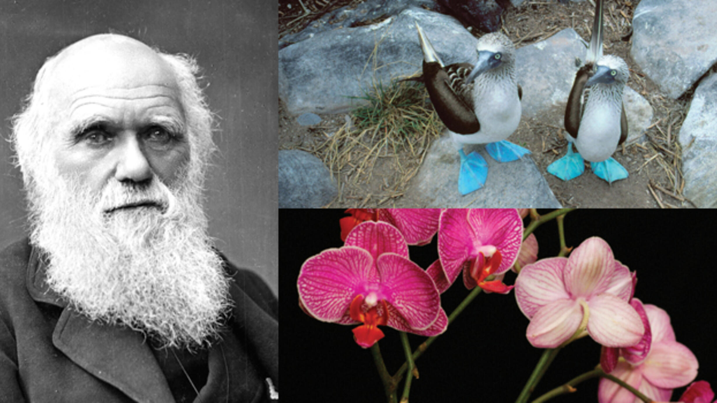 Montage of Charles Darwin, two blue-footed boobies, and pink orchids