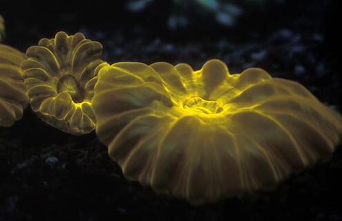 A closeup of glowing bioluminescent coral