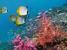 several groups of fish underwater, among colorful flora