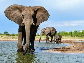 two adult elephants and one baby elephant wading in water