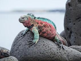 a colorful lizard sitting on top of some large stones