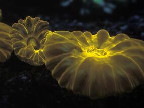 A closeup of glowing bioluminescent coral 