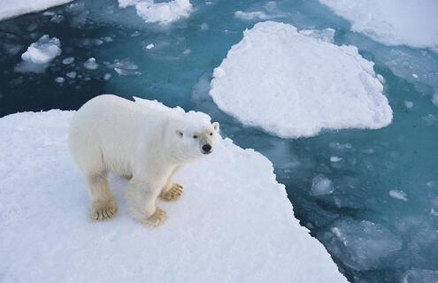 a polar bear standing on floating ice, with smaller chunks of ice surrounding it