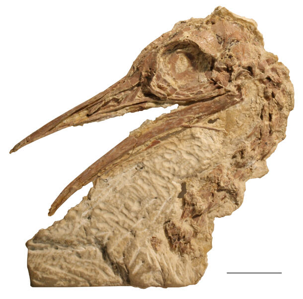 Lithornithid skull fossil with an open beak