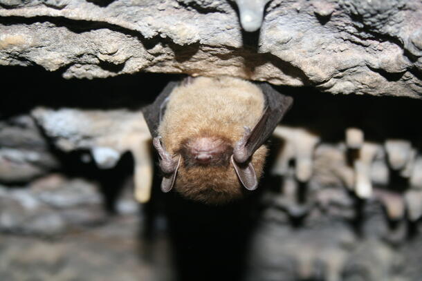Little Brown Bat Photo