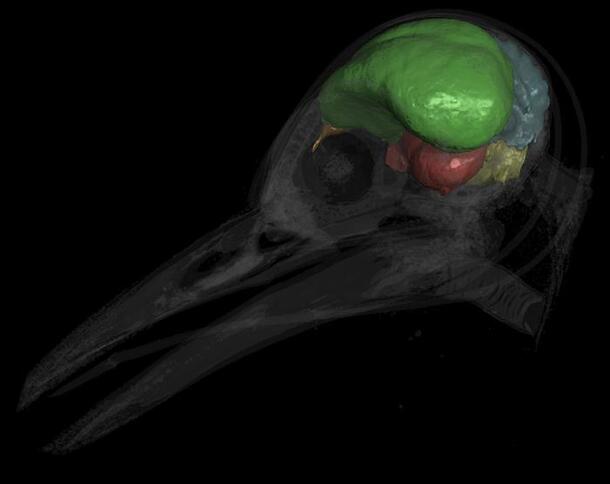 CT scan of a woodpecker's skull with its brain highlighted in bright color.