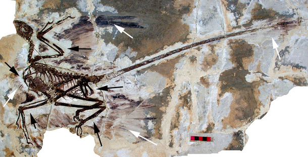 Fossil cast of a microraptor with arrows pointing at preserved feathers.