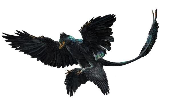 An illustrated reconstruction of a microraptor in flight with its wings outspread and claws ready to catch something.