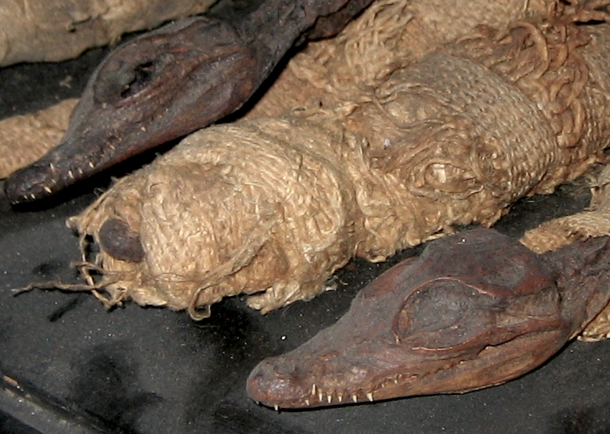 Three mummified crocodile heads, one wrapped in what appears to be woven plant fiber, the others showing large eye sockets, closed snouts, and pointy white teeth.