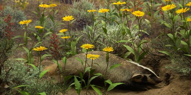 Diorama of badger entering den in a field of flowers