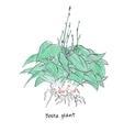 Hosta plant