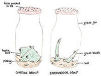 Control and experimental group