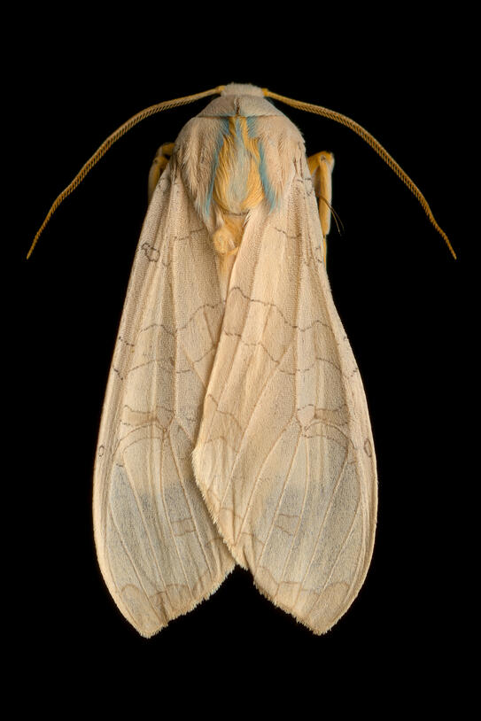 Banded tussock Moth