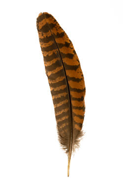 A feather with orange rusty-red and dark-color horizontal stripes.