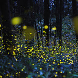A forest area filled with sparks of illuminated fireflies.