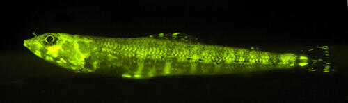 A long, thin, green biofluorescent lizardfish.