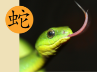 Year of the Snake Chinese New Year