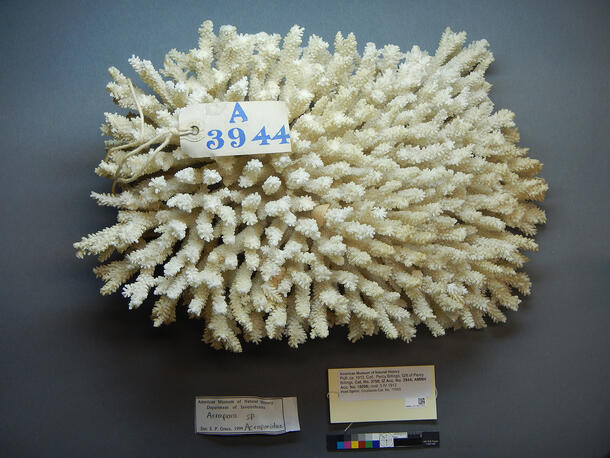 Acropora coral specimen