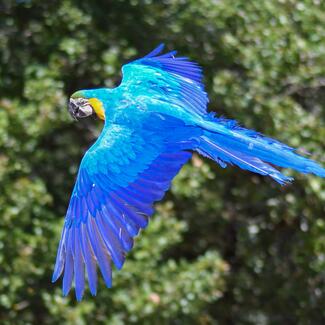 Macaw flying