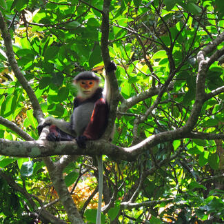 primate in tree in vietnam