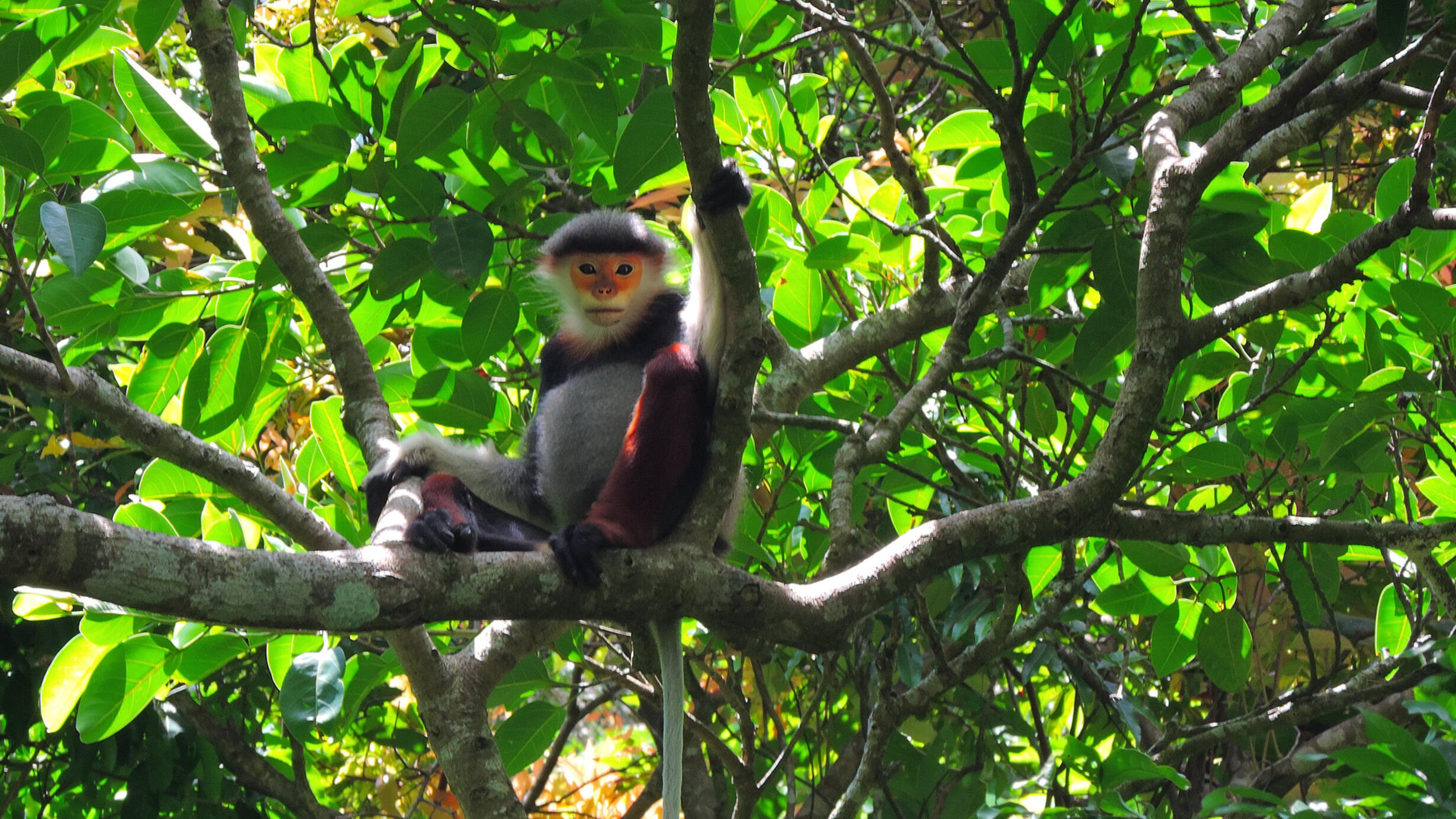 primate in tree in vietnam