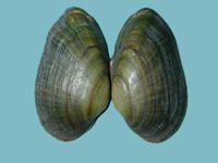 Alasmidonta heterodon dwarf wedgemussel