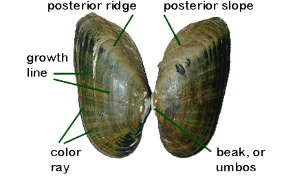 Alvaricosa Full Body Plan Shapes