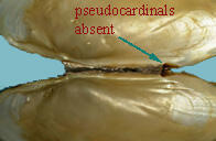 S undulatus Hinge Key Text