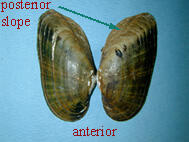A varicosa Full Posterior