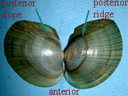 L ochracea Full Posterior