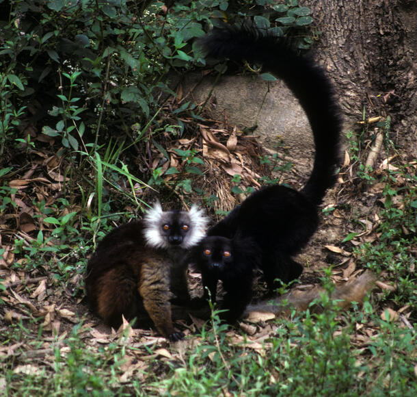 Two lemurs stand next to one another in patch of leaves.