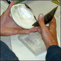 Large Mussel Full Open