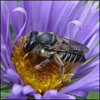 Megachile mendica