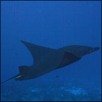 Manta ray